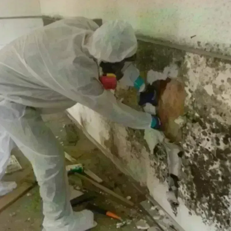 Mold Remediation and Removal in Griffin, GA